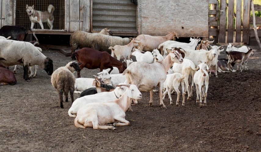 fattening livestock
