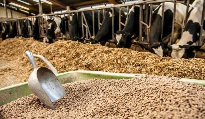 Concentrate Feed for Livestock